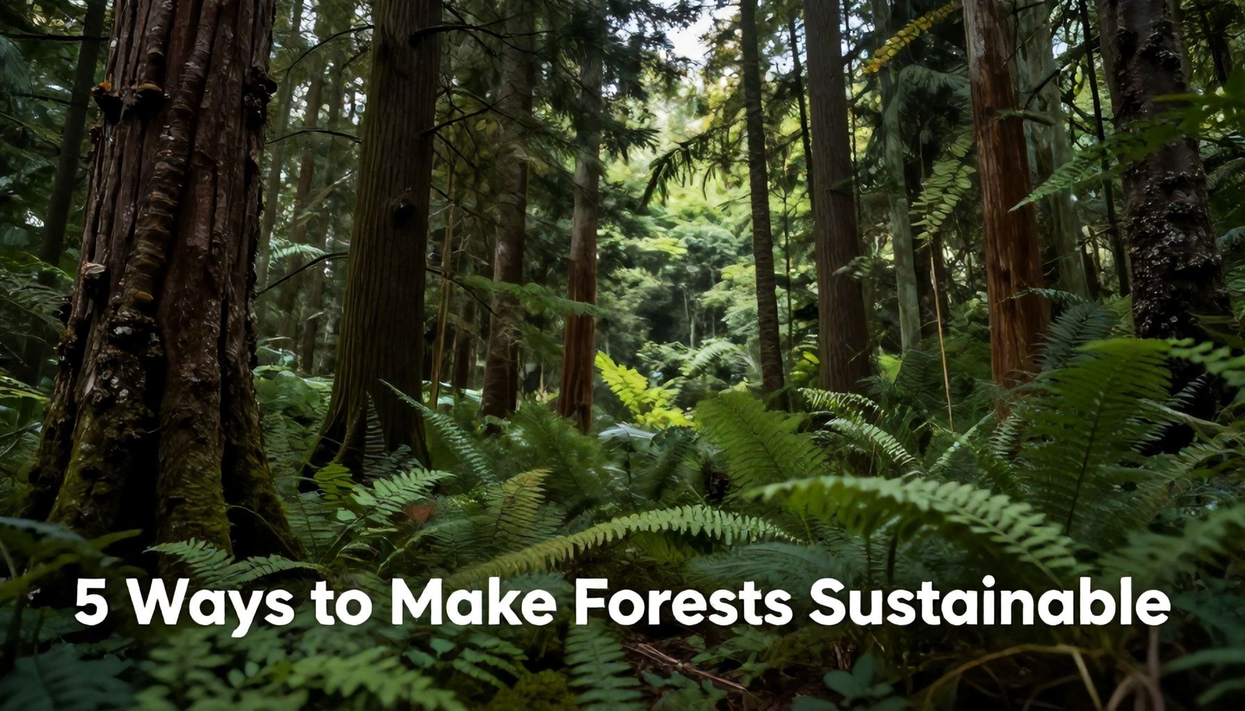 5 Yöntemle Ormanları Sürdürülebilir Kılın*