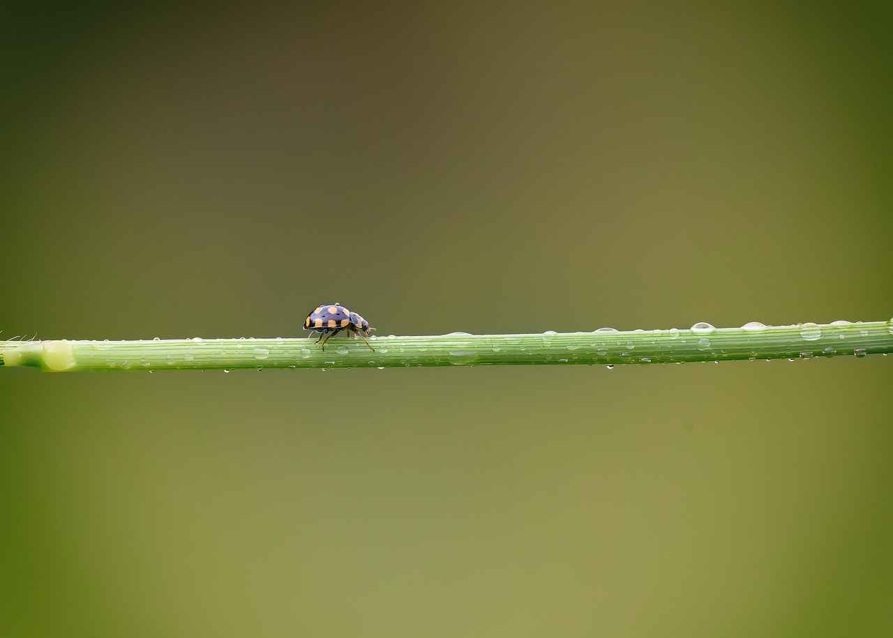 Meslek Liselerinde Hangi Alanlarda Eğitim Veriliyor?