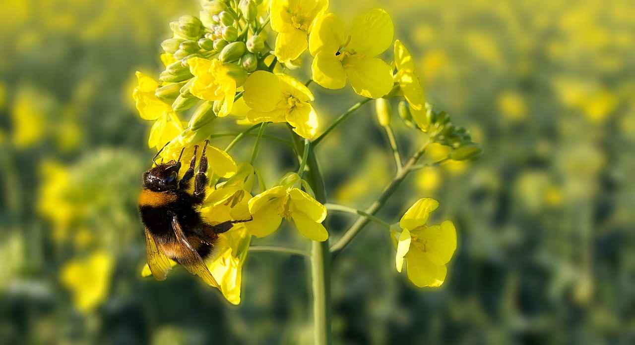 Kültür Merkezinin Tarihçesi Nedir?