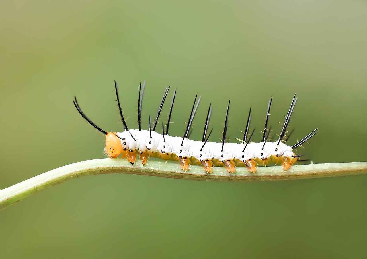 Hayvan Sağlığı İçin Sunulan Hizmetler Nelerdir?