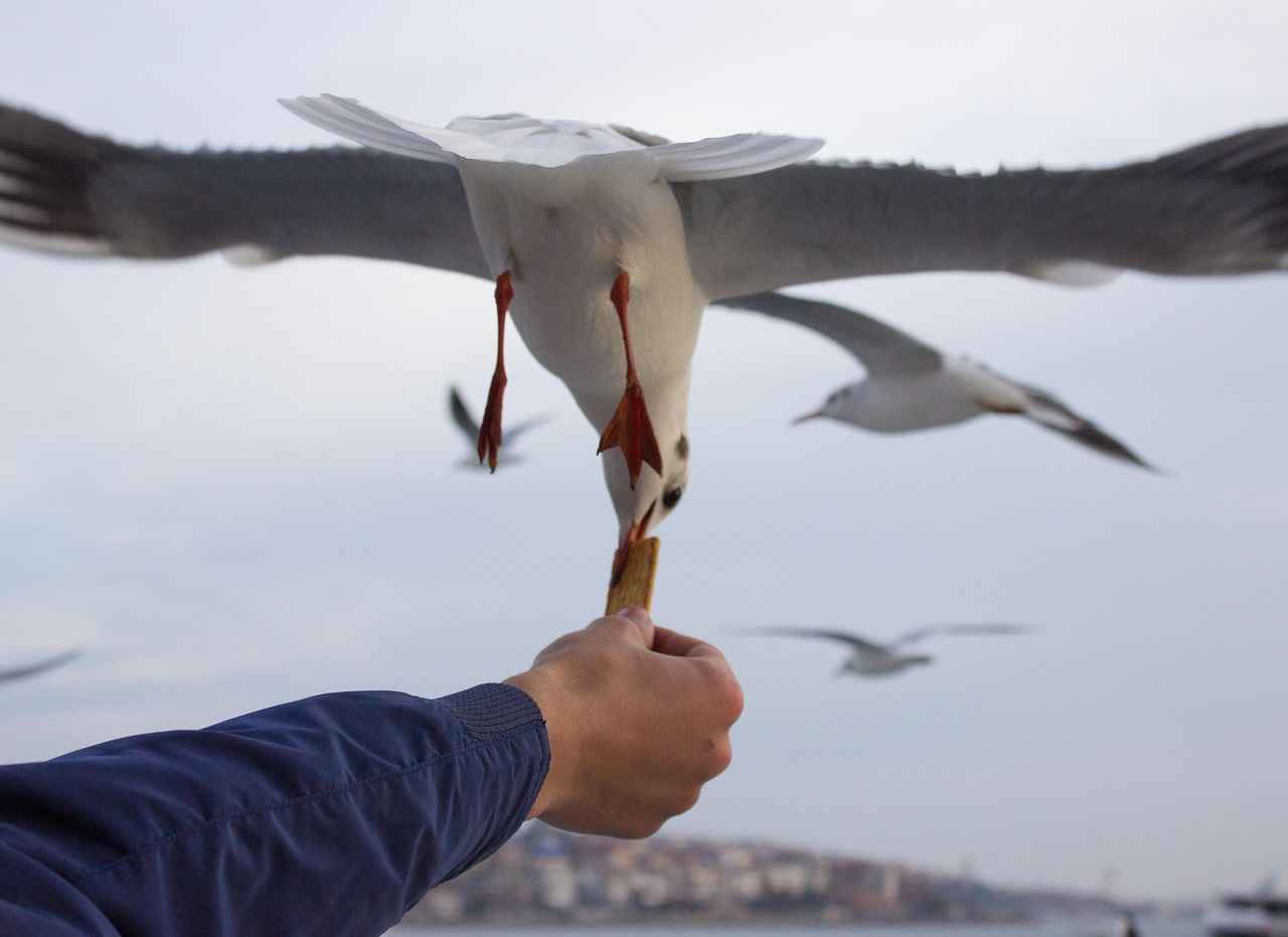 Bağcılar Eğitim ve Araştırma Hastanesi Nerededir?