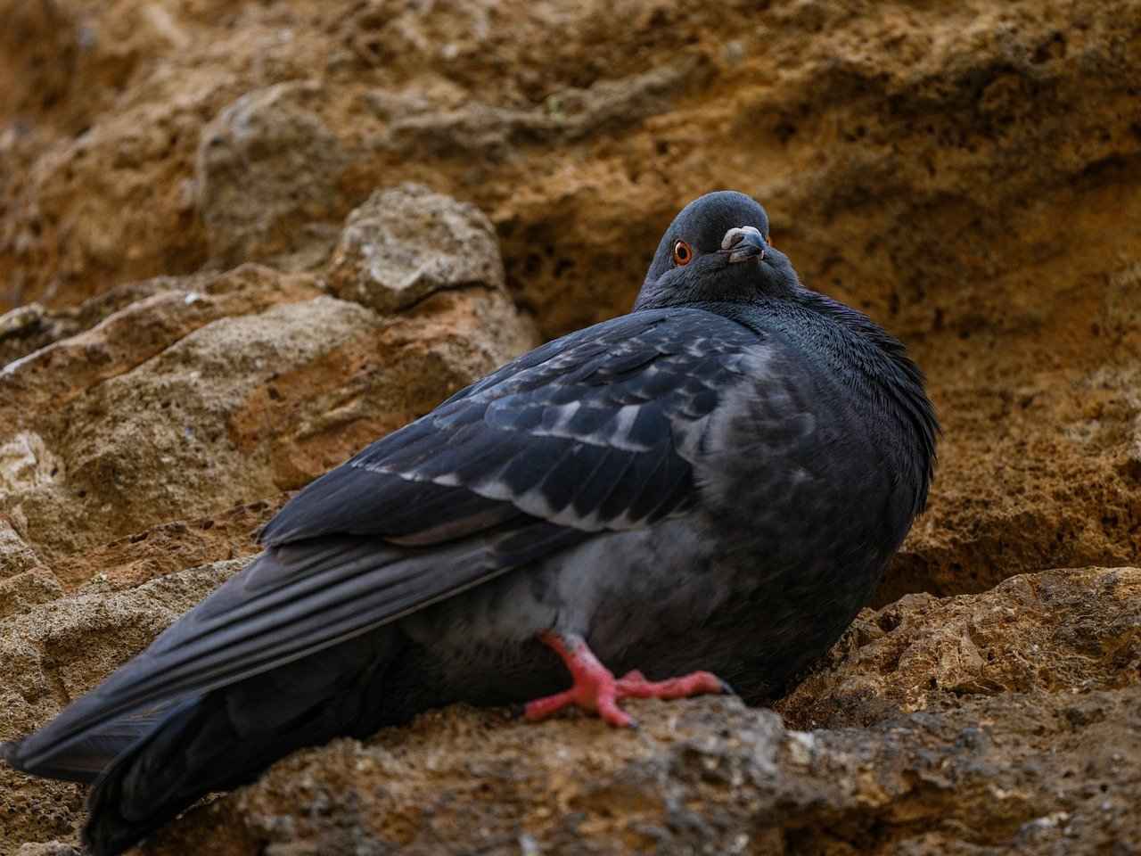 Nöbetçi Göz Hekimlerinin Sağladığı Hizmetler
