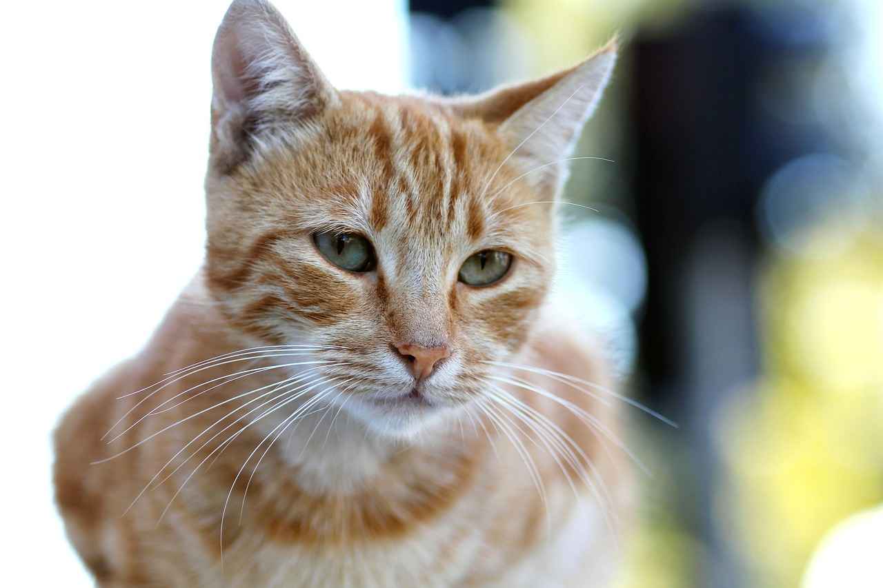 Fatih Mahallesi'nde Nerede Alışveriş Yapılır?