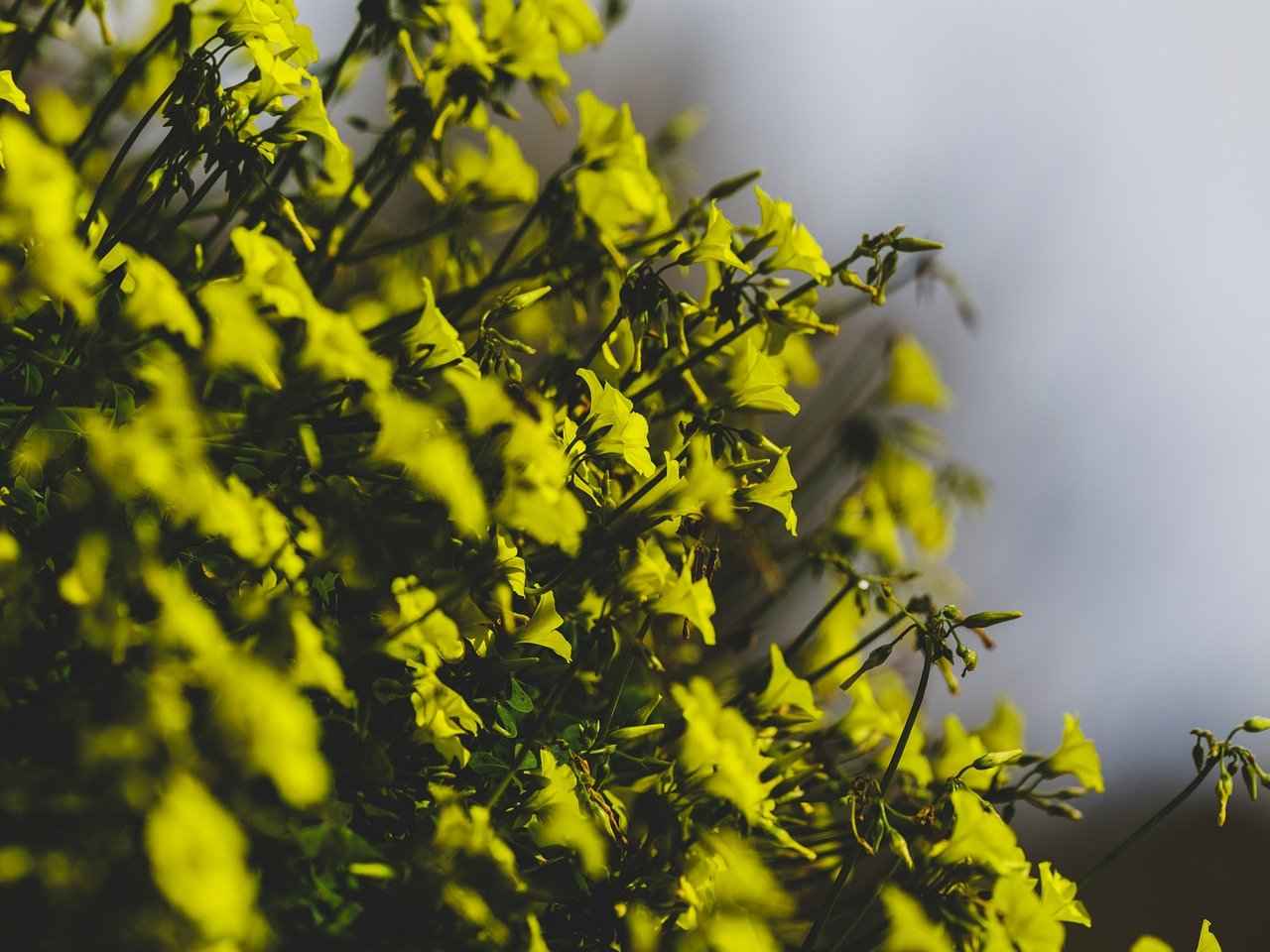 Güneşli Mahallesi'nin Tarihi Nedir?