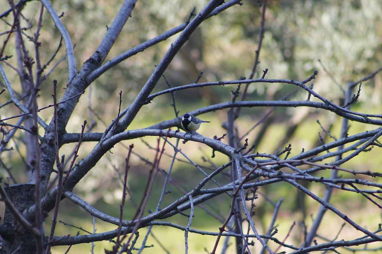 Mahalledeki Sağlık Hizmetleri Nasıldır?