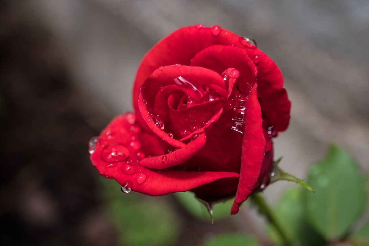 Bağcılar'da Göç Hareketleri Hangi Yönlerde Gerçekleşiyor?