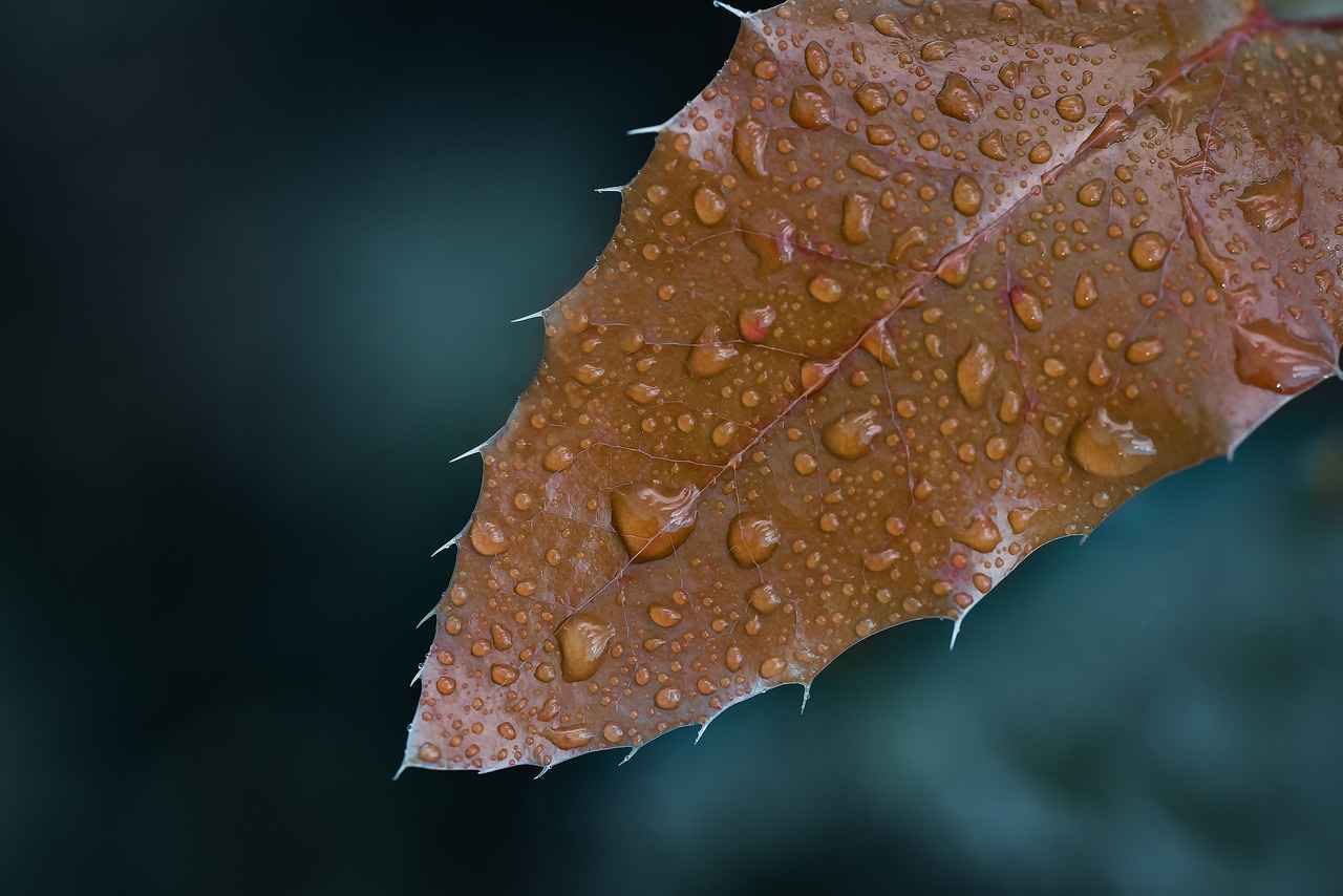 Bağcılar’da Doğal Ürünleri Tüketmenin Önemi Nedir?