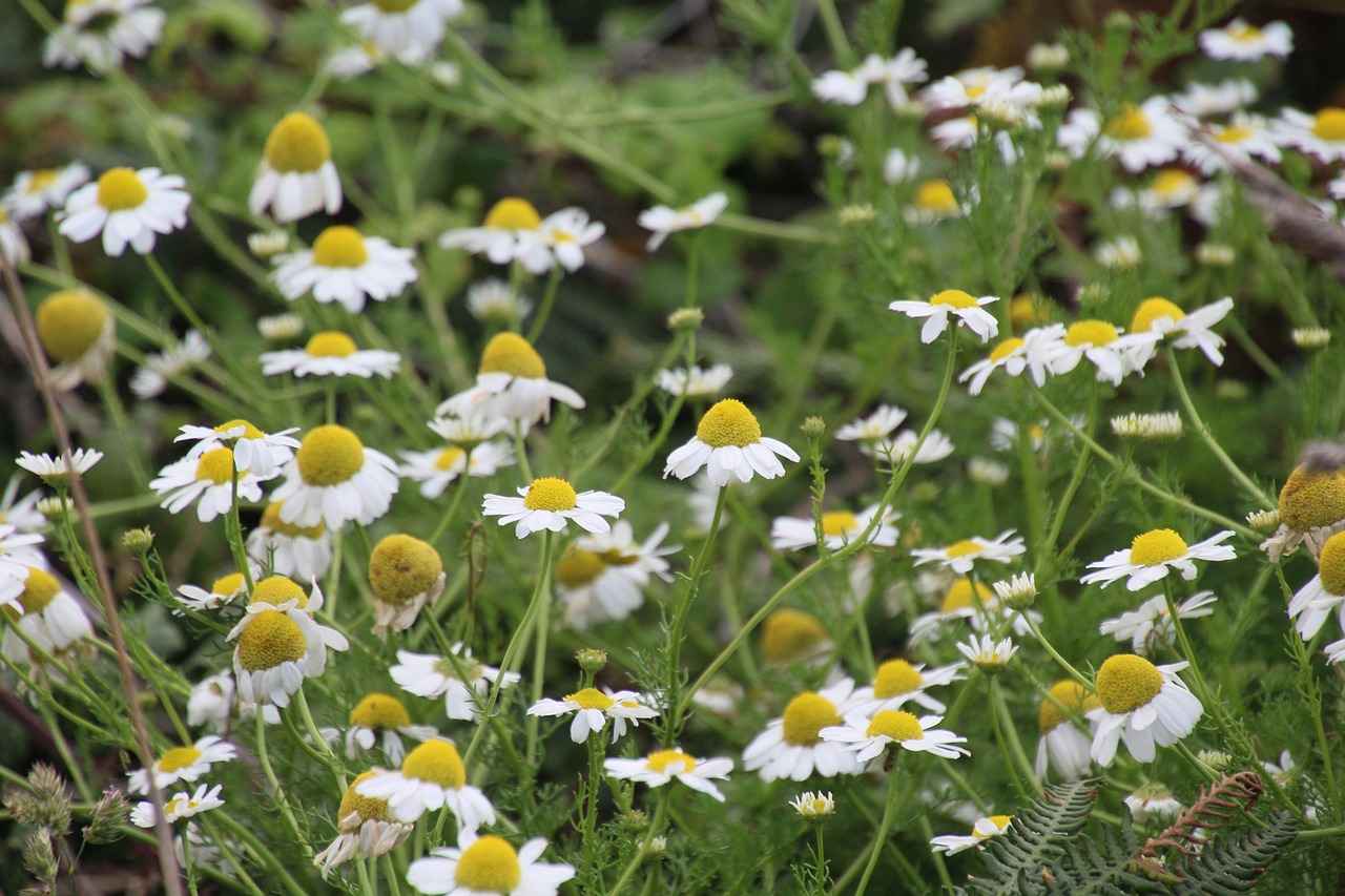 Bağcılar'daki Camiler Hangi Özelliklere Sahip?