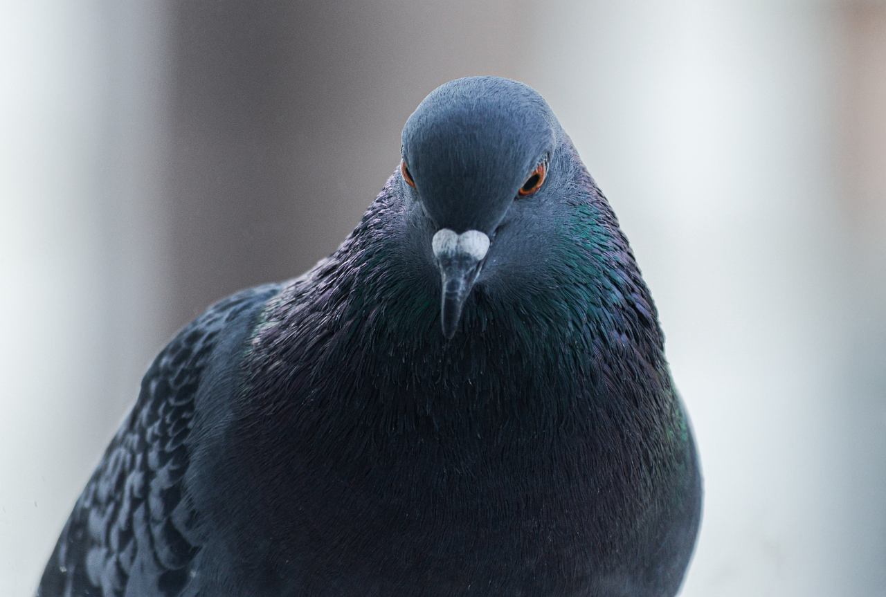 Bağcılar'da Kentsel Dönüşüm Nedir?