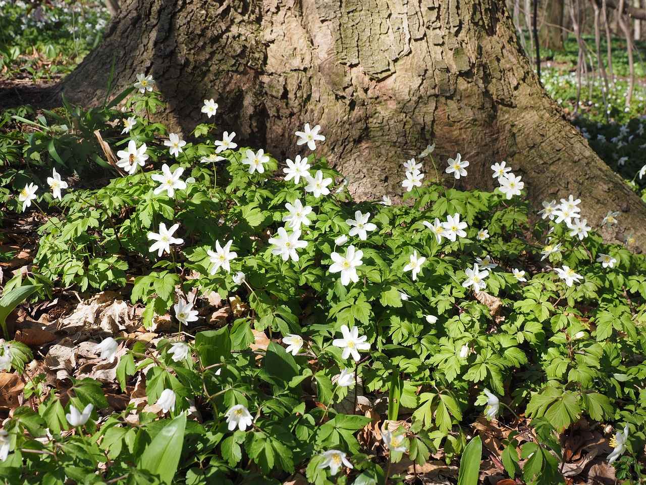 Bağcılar'da Lüks Otel Konaklaması İçin İpuçları