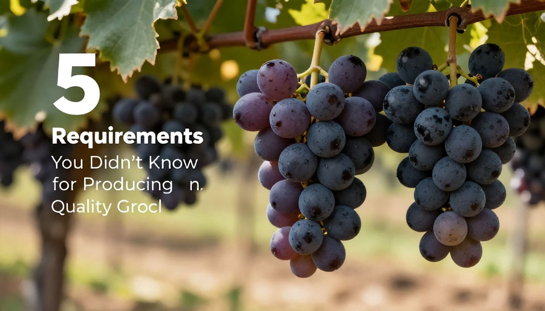 Kaliteli Üzüm Üretmek İçin 5 Bilmediğiniz Gereksinim*