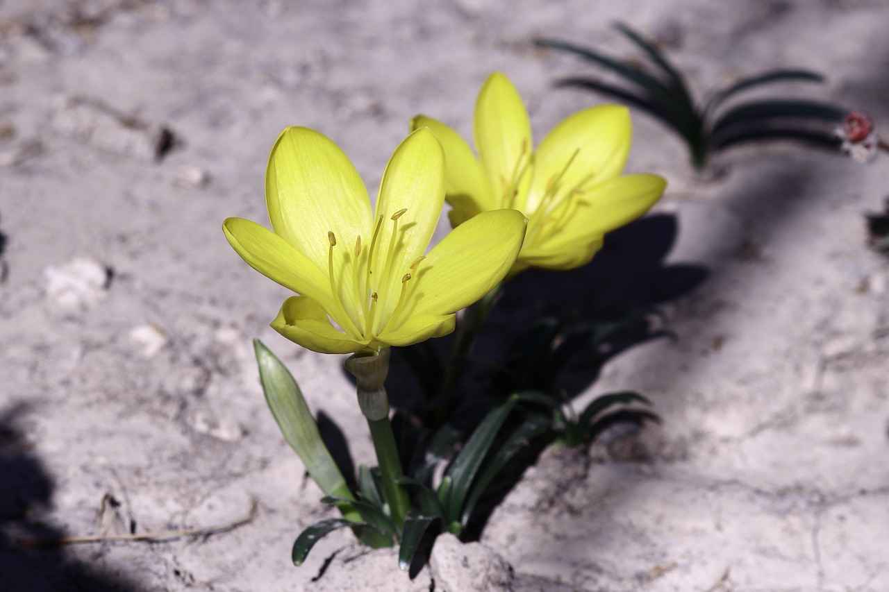 Toplu Taşıma Kullanımında Çevresel Etkiler