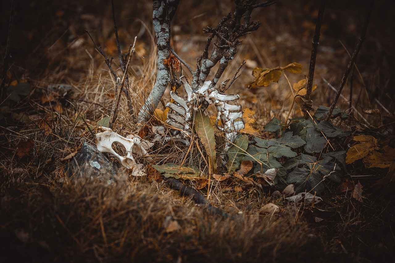 Bağcılar Ağız ve Diş Sağlığı Merkezi: Tedavi Hizmetleri ve Çalışma Saatleri Bağcılar Ağız ve Diş Sağlığı Merkezi: Tedavi Hizmetleri ve Çalışma Saatleri