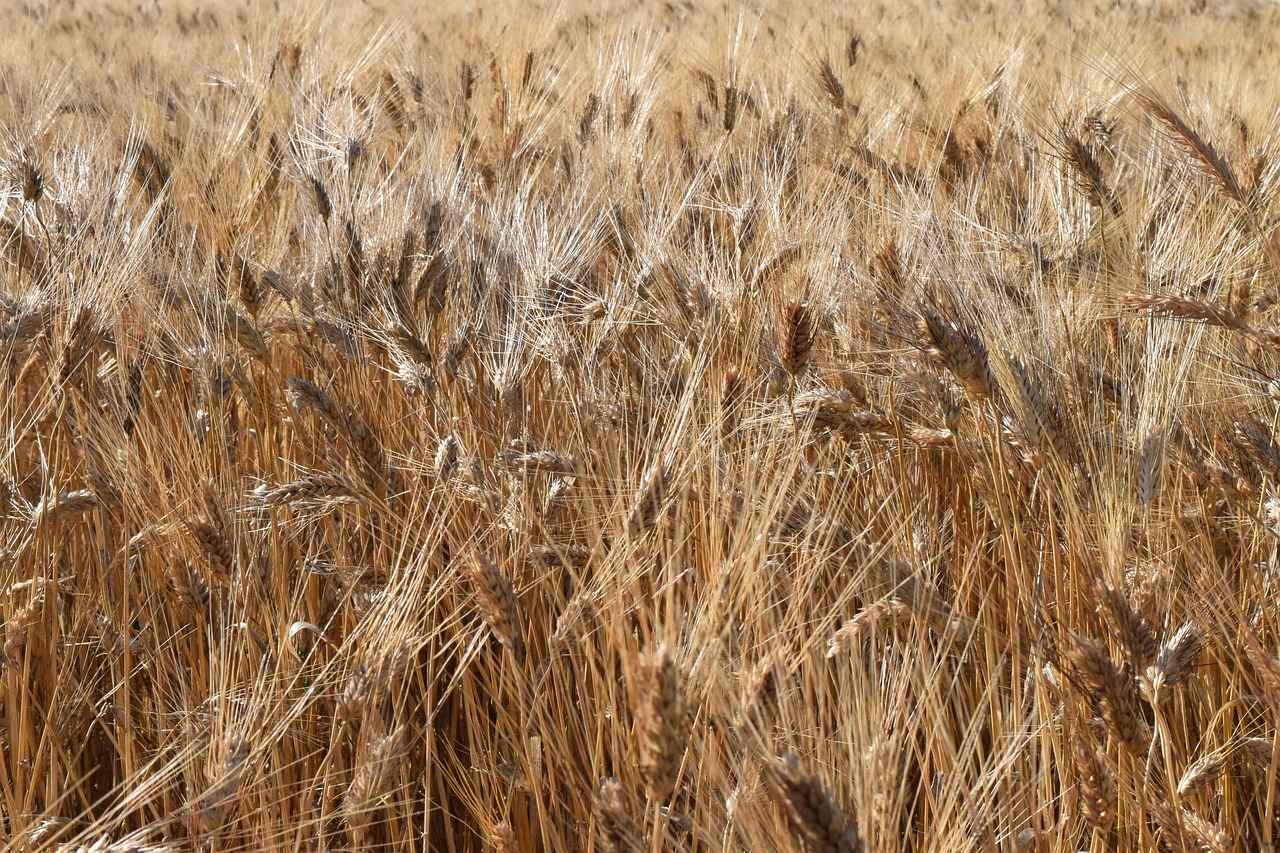 Bağcılar İtfaiye Müdürlüğü Nedir?