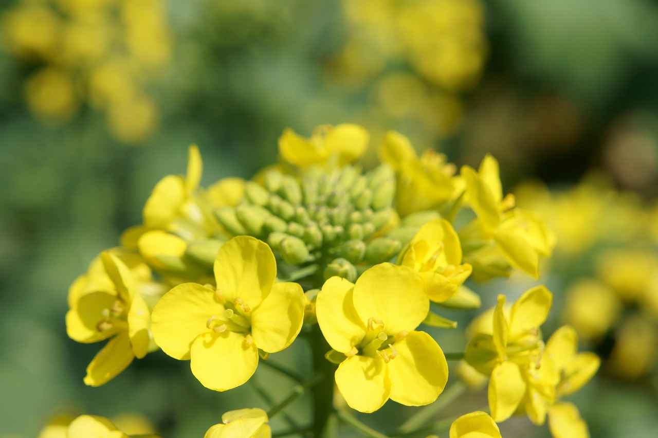 Bağcılar Belediyesinin İmar Planı ve Proje Hizmetleri: Belediyenin Yapılaşma Politikası 1 Bağcılar Belediyesi İmar Planı Nedir?
