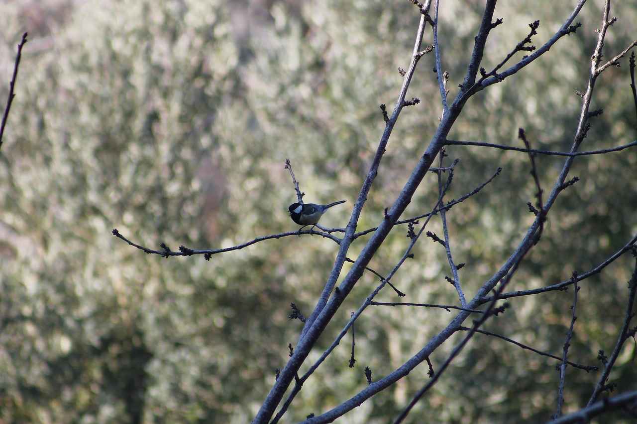 Bağcılar Kemalpaşa Mahallesi: Modern Altyapı ve Yaşam Kolaylıkları 1 Bağcılar Kemalpaşa Mahallesi Nerede?