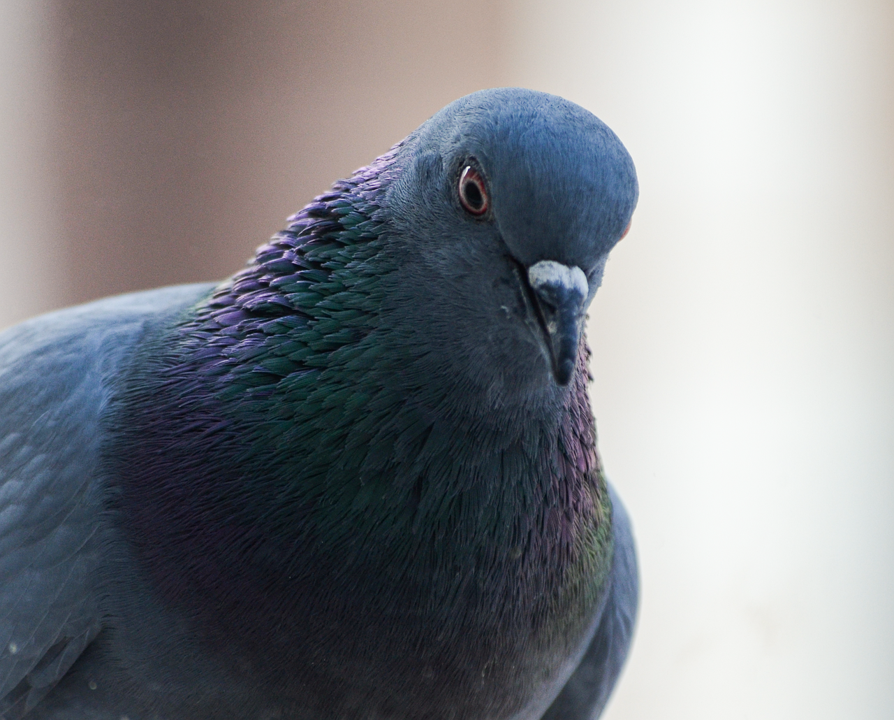 Bağcılar'da Nöbetçi Göz Hekimi Nerede Bulunur?