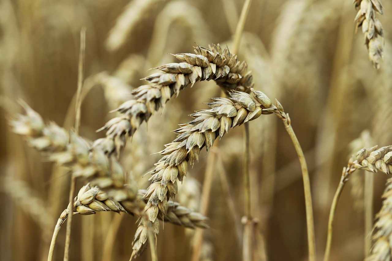Bağcılar Nöbetçi Tıbbi Malzeme Satışı: Gece Saatlerinde İhtiyaç Duyulan Sağlık Ürünleri 6 Acil Durumlarda Hangi Malzemelere İhtiyaç Vardır?