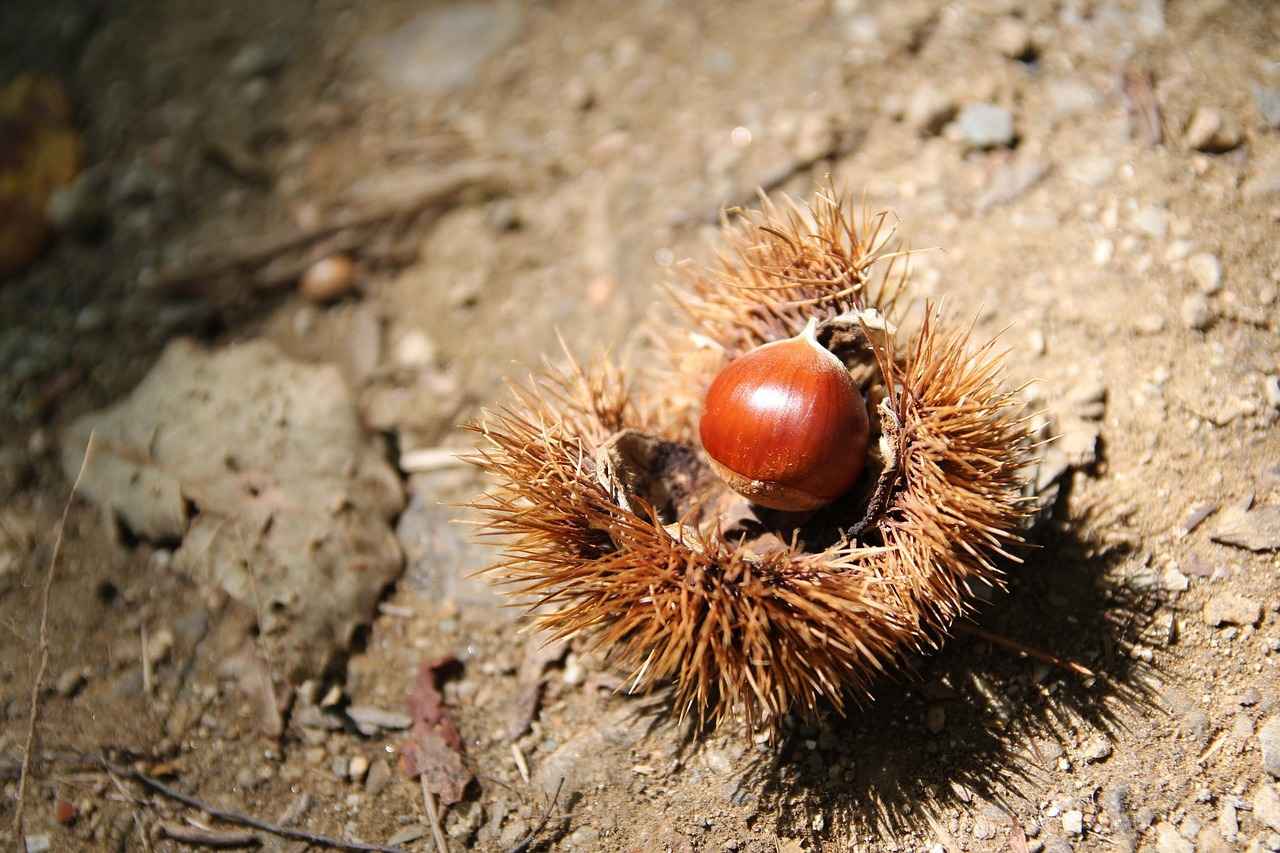 Burslu Eğitim Nedir?