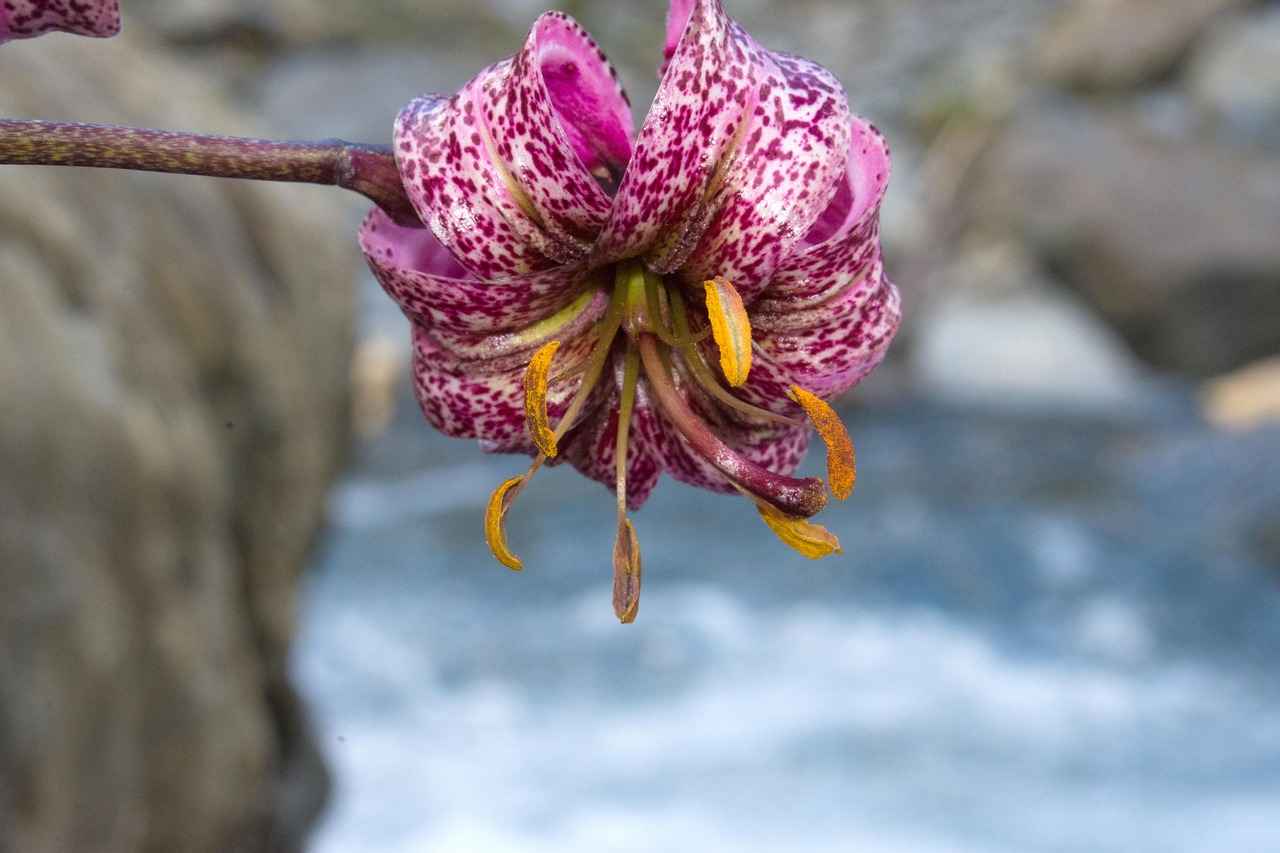 Bağcılar'da Hangi Tatlılar Tercih Edilmeli?