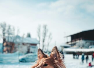 Bağcılar Da Annesinin Kafasını Kesti Video: Şok Eden Olayın Detayları