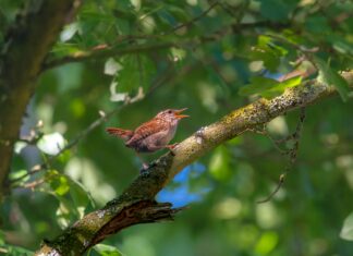Bağcılar Da Annesinin Kafasını Kesti Twitter Olayının Şok Detayları