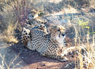 Bağcılar Big Momma’s Lezzetleri: Neden Herkesden Övgü Alıyor?