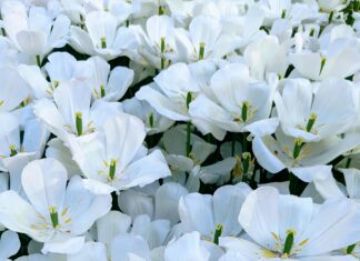 Bağcılar Göztepe Yol Tarifi: En Kolay ve Hızlı Ulaşım Rehberi