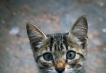 Bağcılar Dünya Göz İle Göz Sağlığınızda Mucizeler Yaratın!