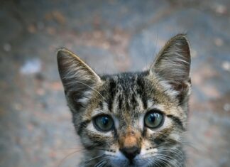 Dünya Göz Hastanesi Bağcılar’da Göz Sağlığınız İçin Neden Önemli?