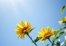 Güneşin Gücü: UV İndeksi ve Sağlıklı Yaşam The Power of the Sun: UV Index and Healthy Living